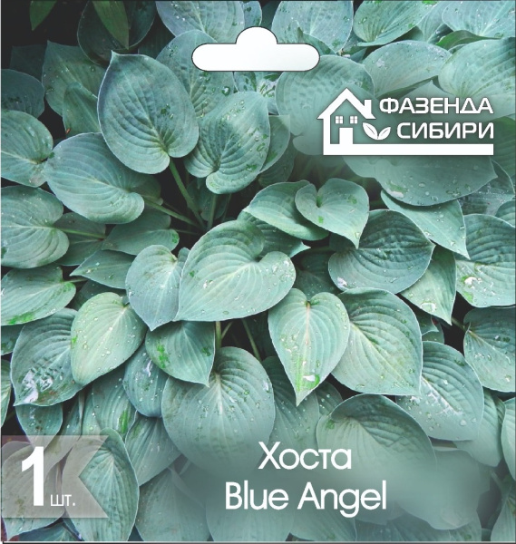 Хоста Blue Angel