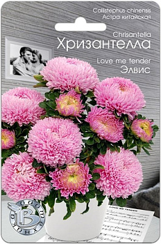 Астра Хризантелла Элвис (30шт) Биотехника/10