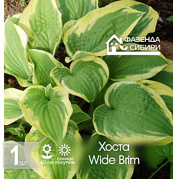  Хоста Вайд Брим/Wide Brim (1шт) Фазенда Сибири