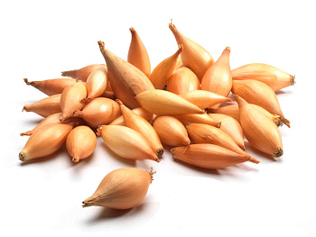 Лук-севок Бамбергера 10-24 цена за мешок 25г./20 кг