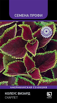 Колеус Визард Скарлет (10шт) Поиск/10