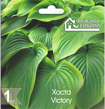  Хоста В ГОРШКЕ Виктори/Victory Фазенда Сибири