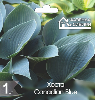  Хоста В ГОРШКЕ Канадиан Блу/Canadian Blue Фазенда Сибири