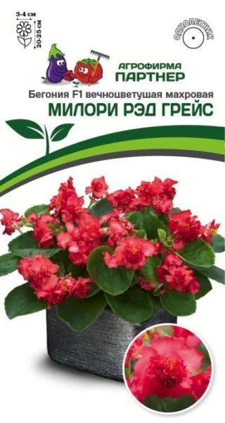 Бегония Милори рэд грейс