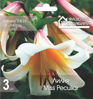  Лилия ОТ-гибрид Мисс Пекьюлиар/Miss Peculiar 14/16 (3шт) А-32  Фазенда Сибири