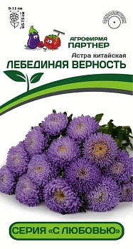 Астра Лебединая Верность китайская (5шт) Партнер/10