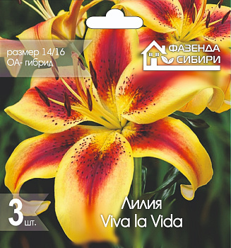  Лилия ОА-гибрид Вива ла Вида/Viva la Vida 14/16 (3шт) А-28  Фазенда Сибири