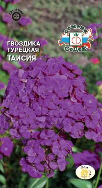 gvozdika_taisiya