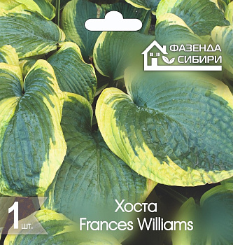 2 Хоста В ГОРШКЕ Фрэнсис Уильямс/Frances Williams Фазенда Сибири
