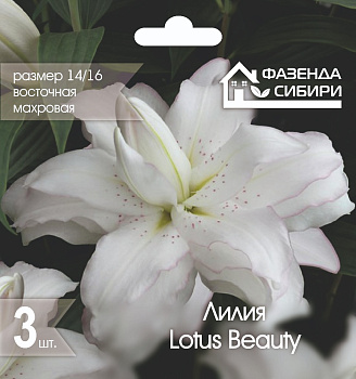  Лилия восточ. махровая Лотус Бьюти/Lotus Beauty 14/16 (3шт) А-21 Фазенда Сибири