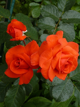  Роза Солита (Плетистая) (1шт) в коробке