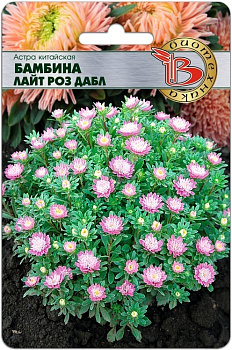 Астра Бамбина Лайт Роз Дабл китайская (20шт) Биотехника/10