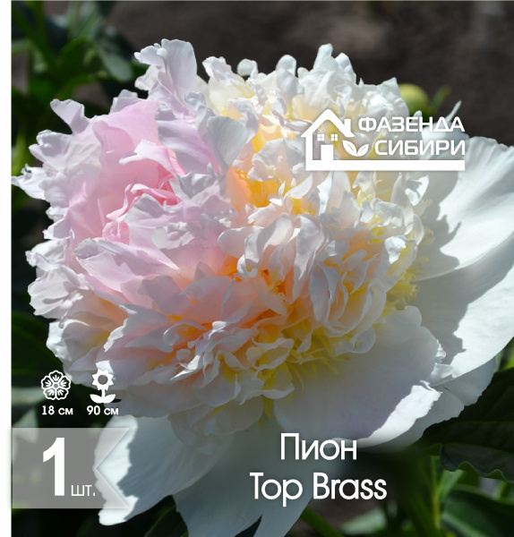 сПион Top Brass