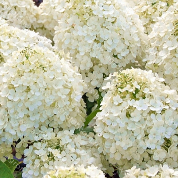  Гортензия метельчатая Бобо/Bobo цена/ед кассета кратно 8шт 