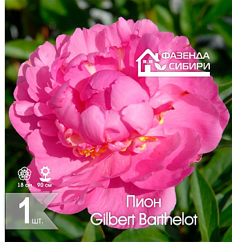  Пион Гилберт Бартело/Gilbert Barthelot 2/3 (1шт) Фазенда Сибири