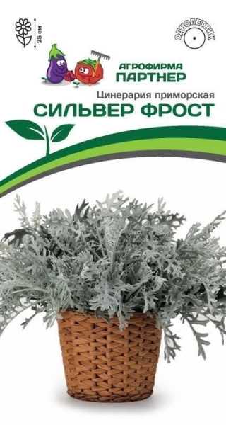 Цинерария Приморская СИЛЬВЕР Фрост
