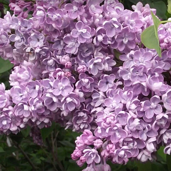  Сирень Катюша цена/ед кратно 8шт 