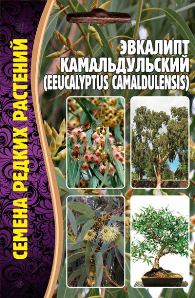Эвкалипт камадульский