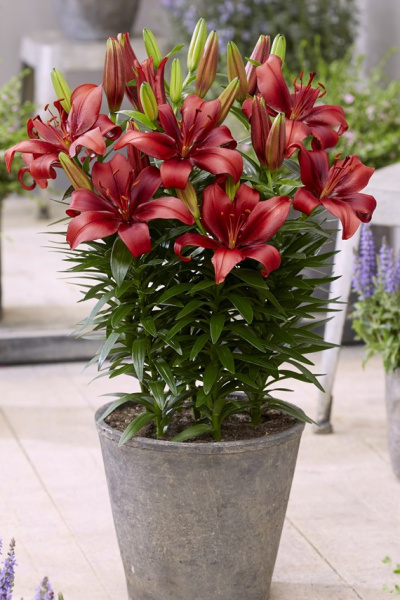 lilium-salinero-2704