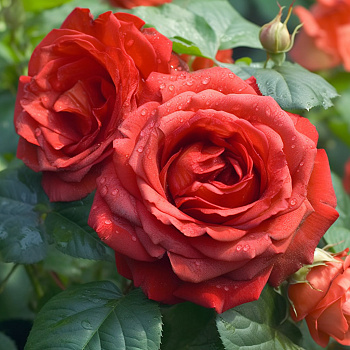  Роза Ботеро (Чайно-гибридная) (1шт) в коробке