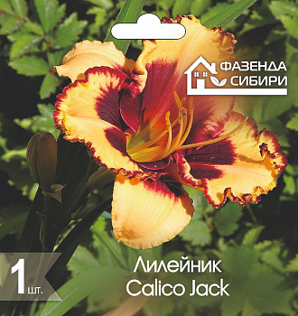  Лилейник Калико Джэк/Calico Jack (1шт) Фазенда Сибири