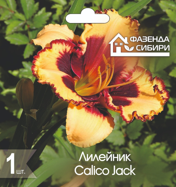 Лилейник Calico Jack