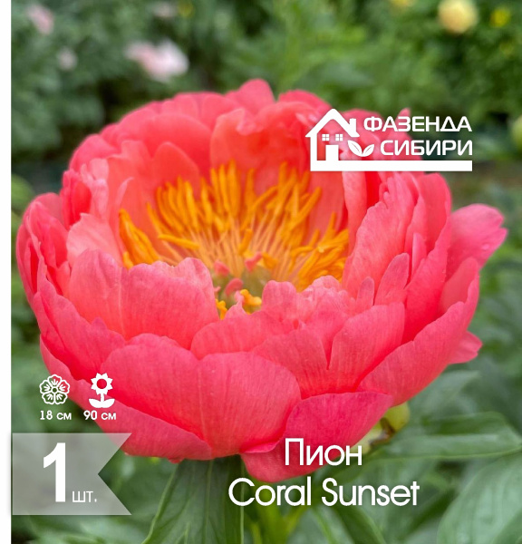 сПион Coral Sunset