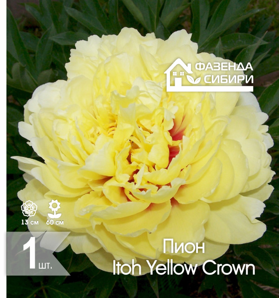 сПион Itoh Yellow Crown