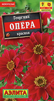 Георгина Опера красная (7шт) Аэлита/10