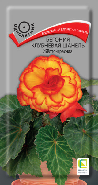 Begonia-klubnevaya-Chanel-Jelto-krasnaya