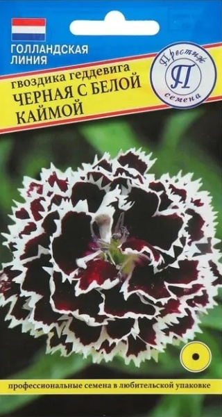 Гвоздика