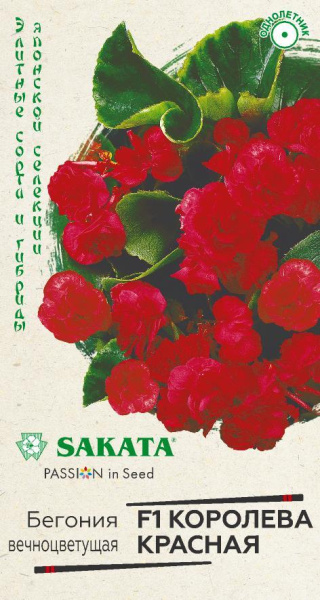 Бегония Королева красная