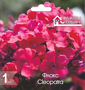 2 Флокс В ГОРШКЕ Клеопатра/Cleopatra Фазенда Сибири