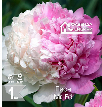  Пион Мистер Эд/Mister Ed 2/3 (1шт) Фазенда Сибири