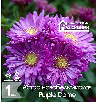  Астра В ГОРШКЕ новобельгийская Пепл Дом/Purple Dome Фазенда Сибири