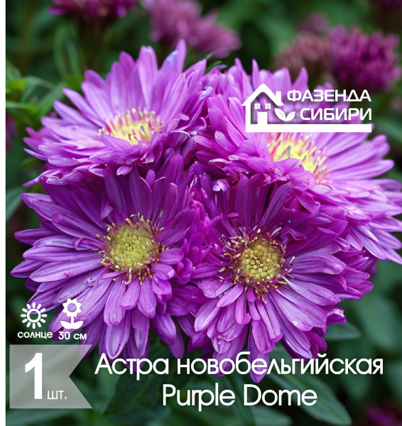 сАстра Purple Dome