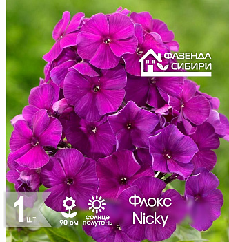  Флокс В ГОРШКЕ Ники/Nicky Фазенда Сибири