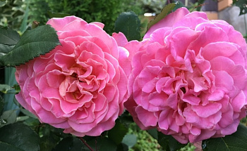  Роза Эшли (Чайно-гибридная) (1шт) в коробке