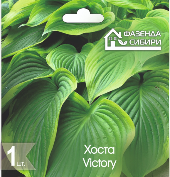 Хоста Hosta Victory