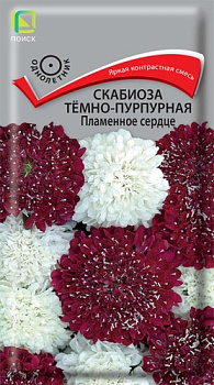 Скабиоза тeмно-пурпурная Пламенное сердце (10шт) Поиск/10