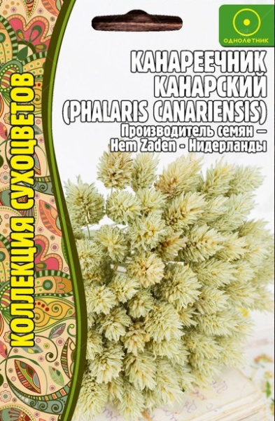 Канареечник