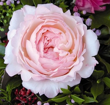  Роза Кейра (Английская) (1шт) в коробке