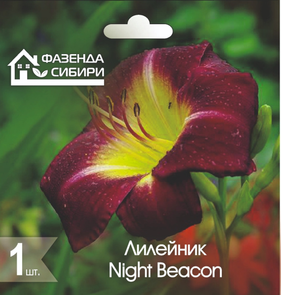 Лилейник  Night Beacon