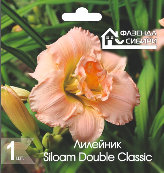 Лилейник Siloam Double Classic