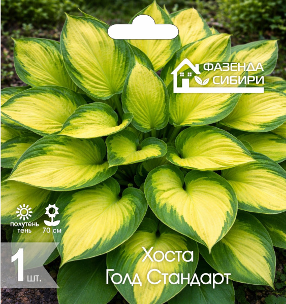 Хоста Голд Стандарт