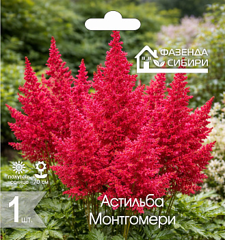  Астильба Монтгомери (1шт) Фазенда Сибири