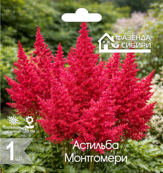 Астильба Монтгомери
