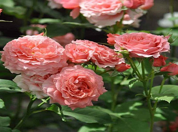  Роза Коралл Желе (Шрабы/кустовые) (1шт) в коробке