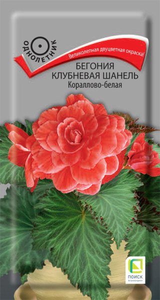 Begonia-klubnevaya-Chanel-Korallovo-belaya