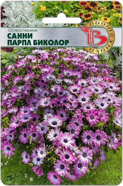 Санни парпл биколор